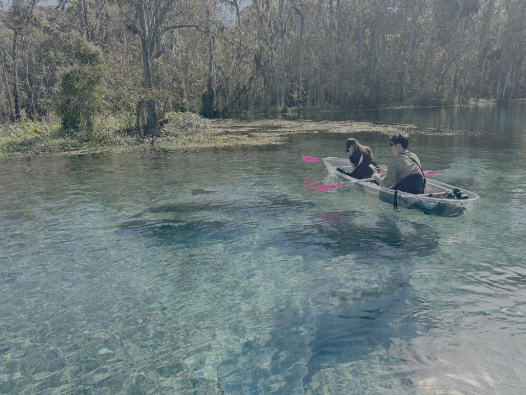 Two guests paddling a clear kayak above a manatee in a Florida spring
