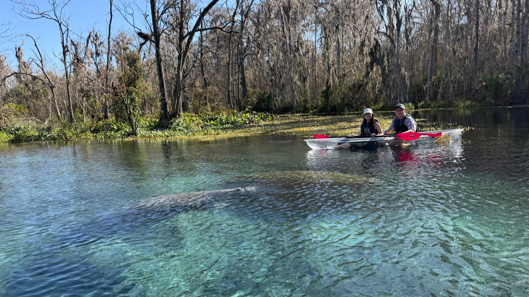 A couple in a clear kayak near a manatee in crystal spring water