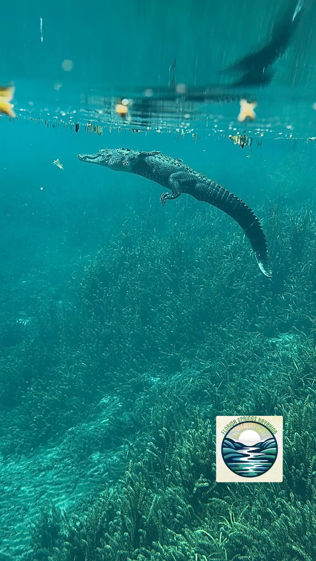 An alligator swimming just below the surface over eelgrass in clear spring water
