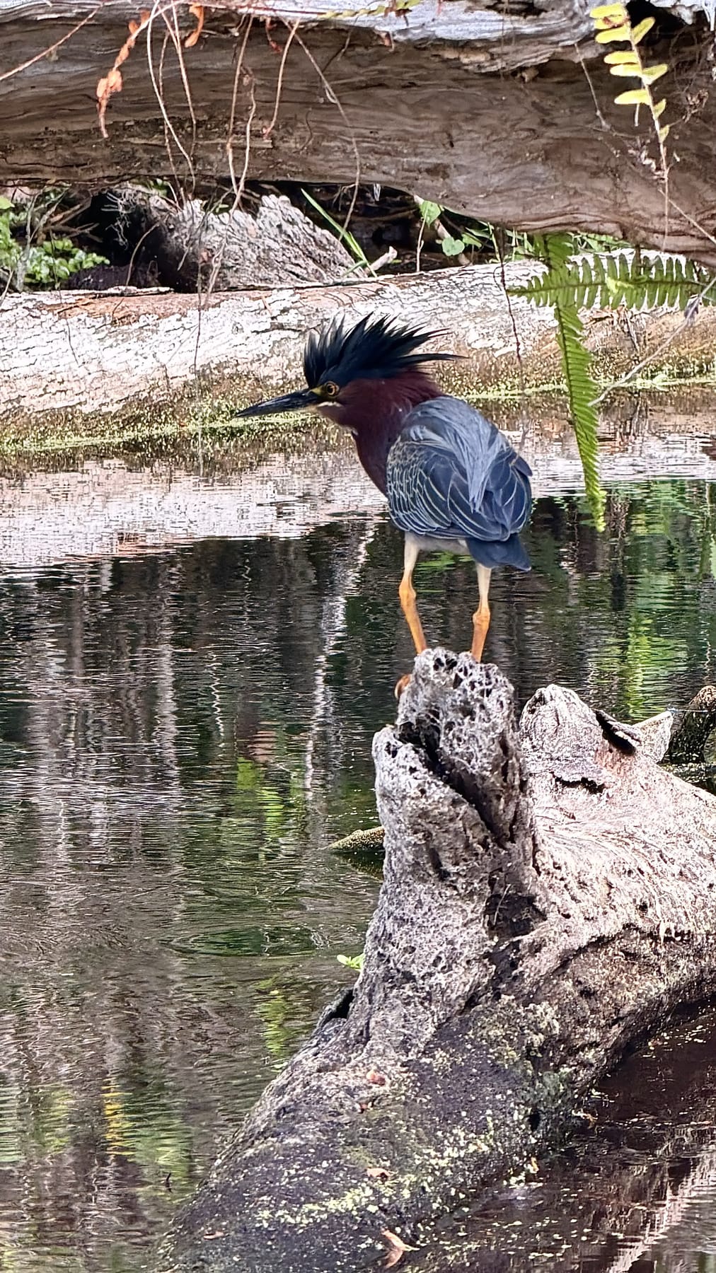 A green heron perched on a weathered log above a spring run