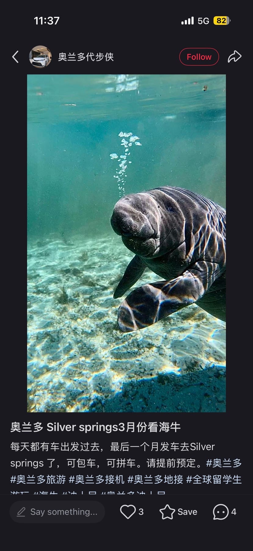 Young manatee swimming in clear spring water