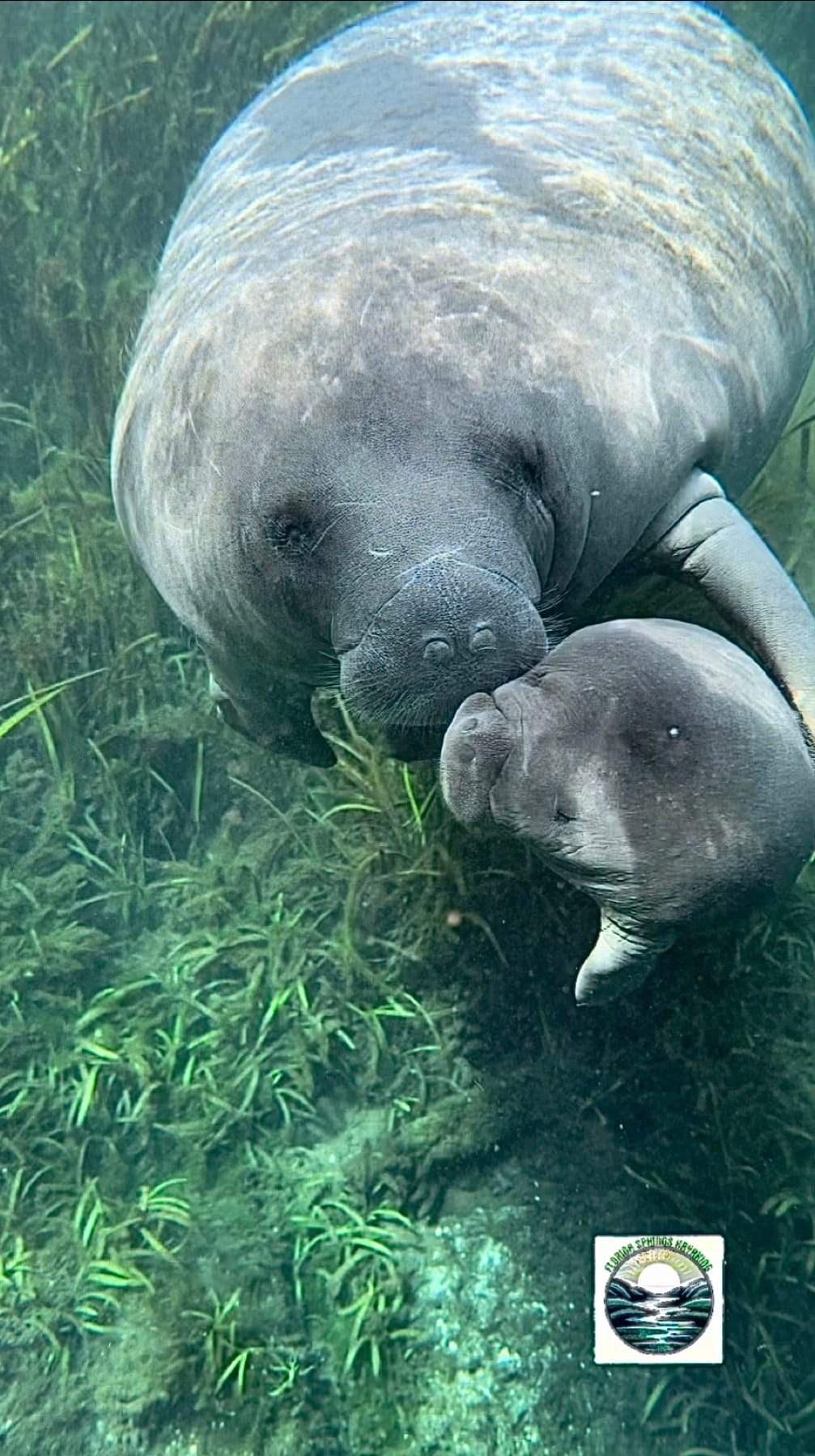 A mother manatee and calf nuzzling in clear spring water