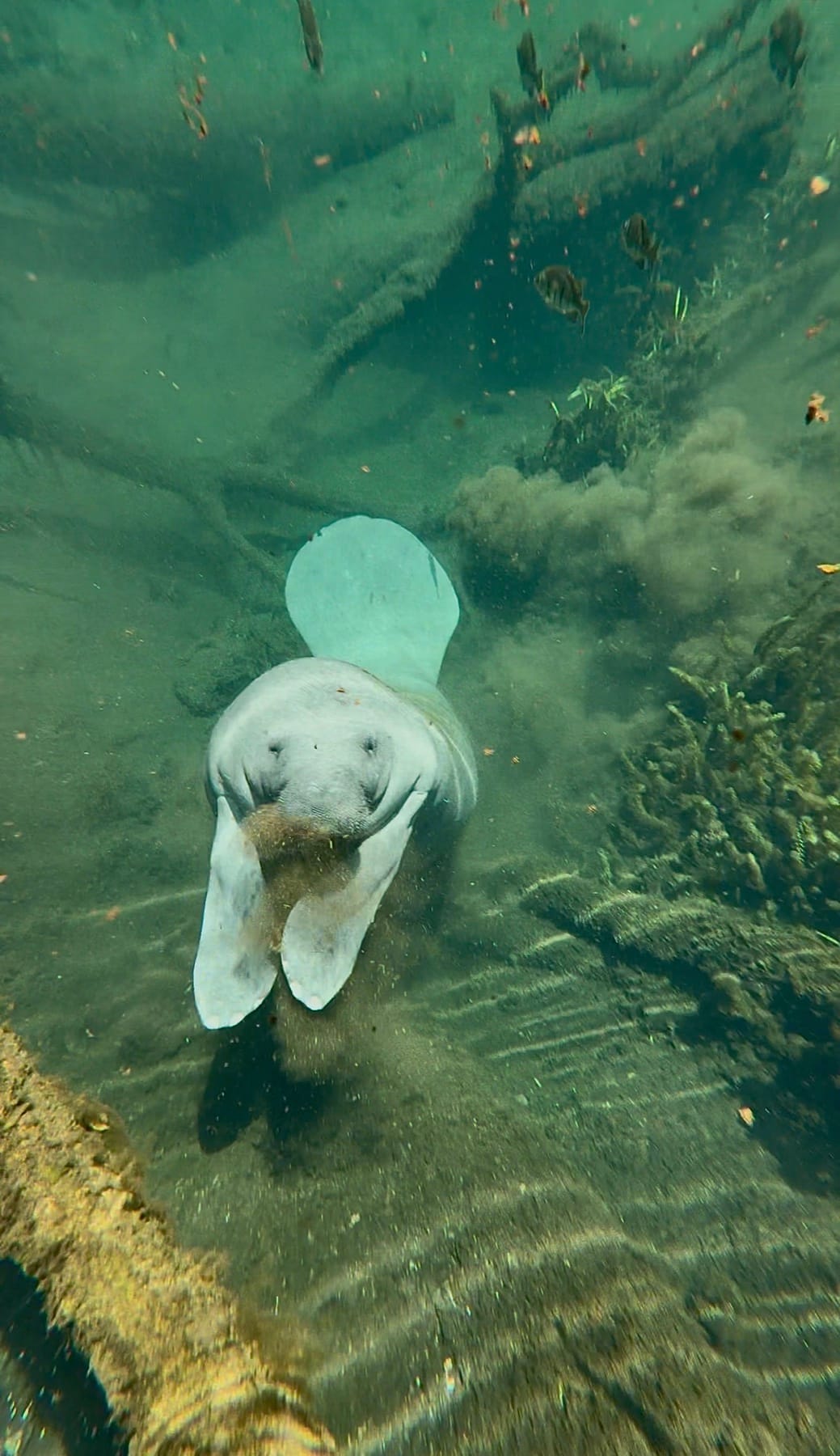 A manatee looking toward the camera in clear spring water