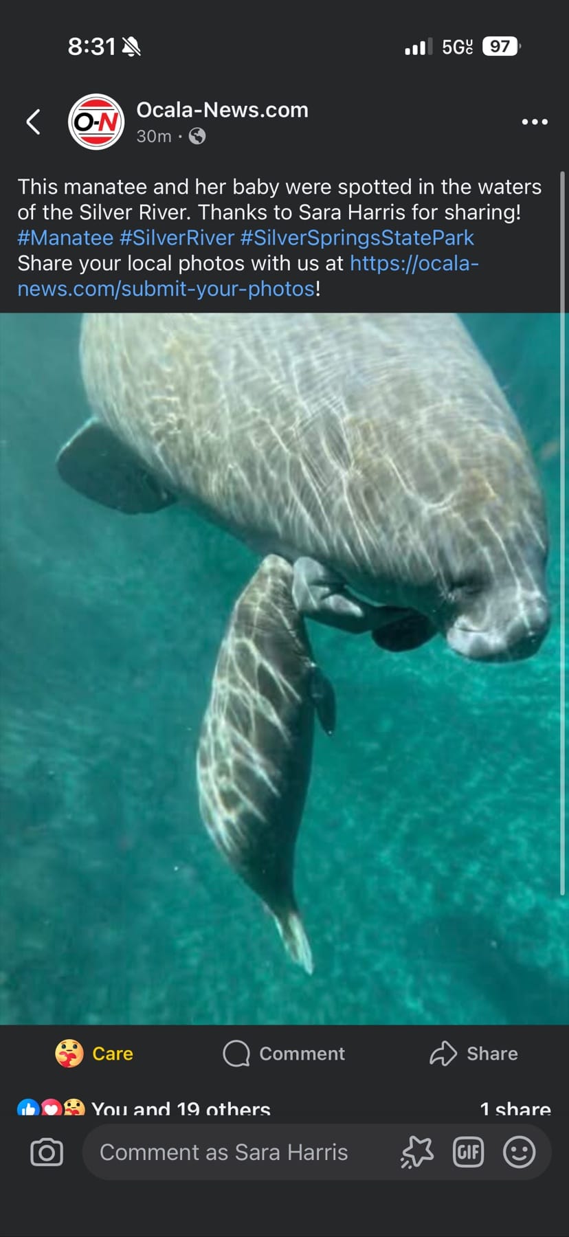 A manatee swimming just below the surface of turquoise spring water