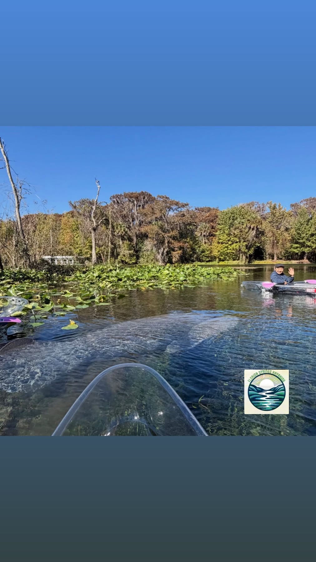 A manatee just below the surface in front of a clear kayak on the Silver River