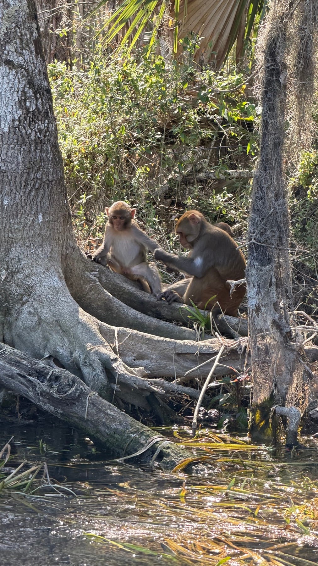 Two rhesus macaques grooming on a tree root along the Silver River