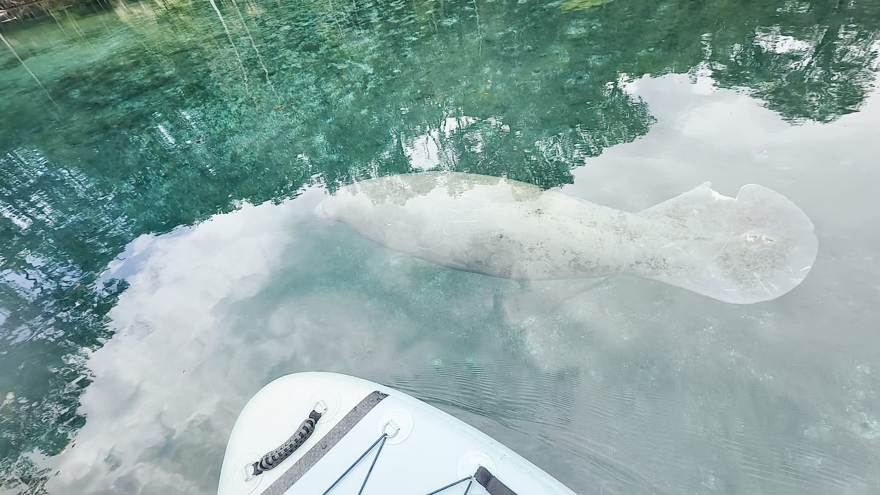 A manatee swimming just off the nose of a paddleboard in clear spring water