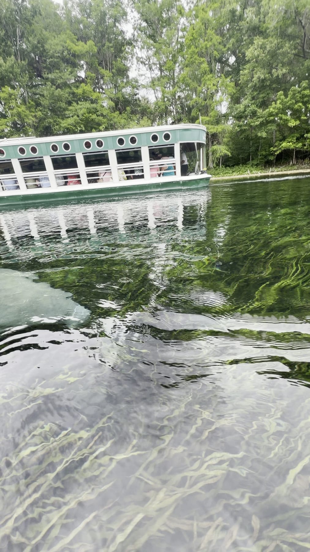 A manatee in eelgrass with a Silver Springs glass-bottom boat passing behind
