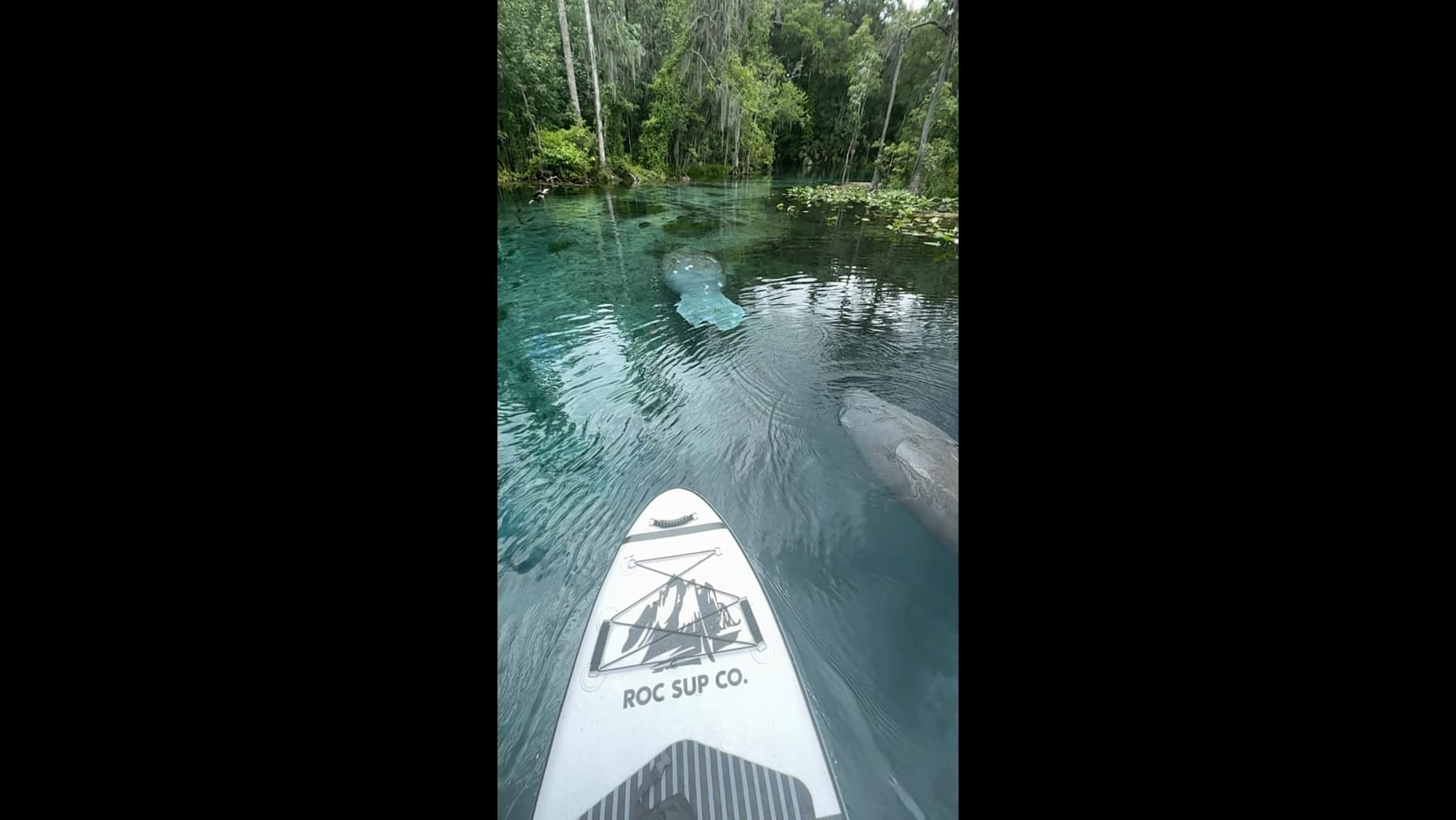 A paddleboard on clear spring water near manatees