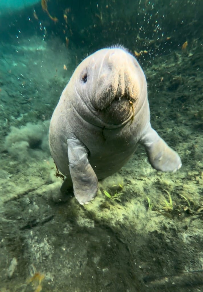 A manatee moving through clear Florida water