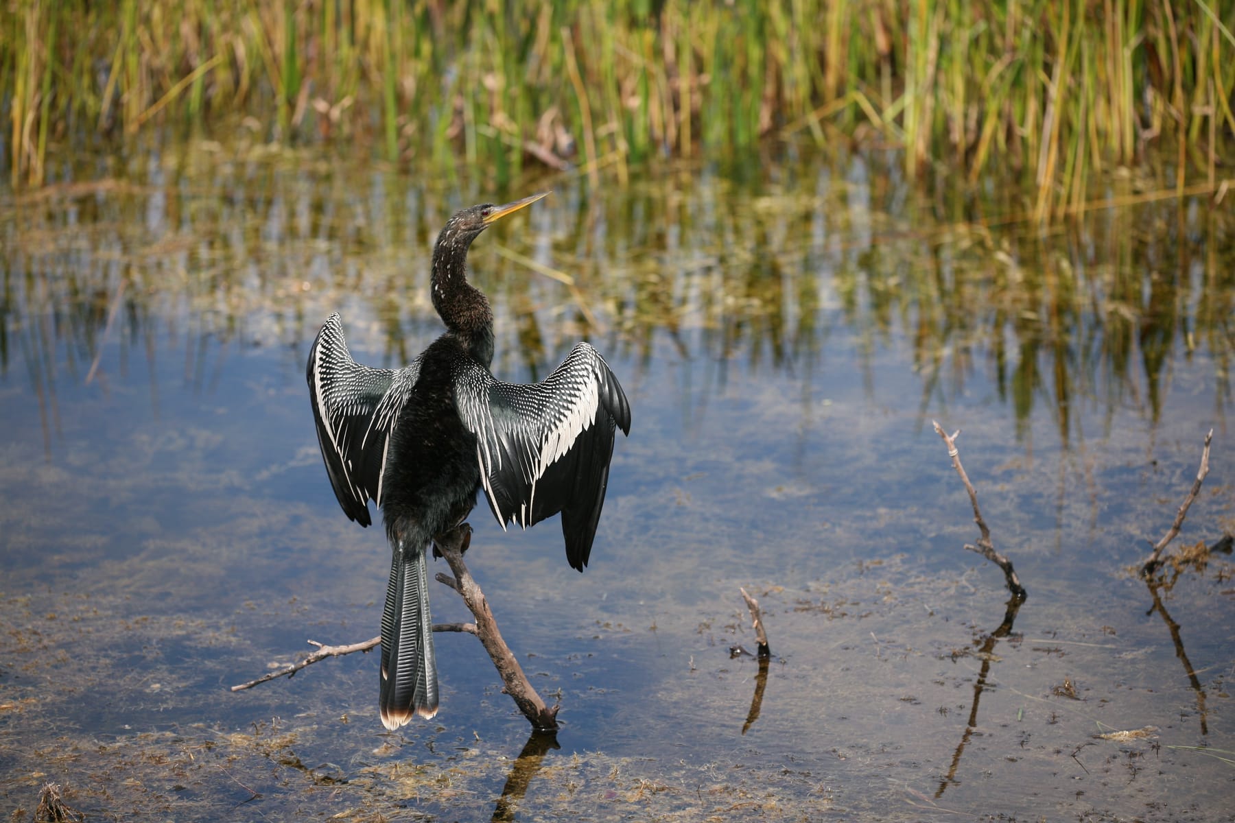 An anhinga drying its wings on a snag in a Florida wetland