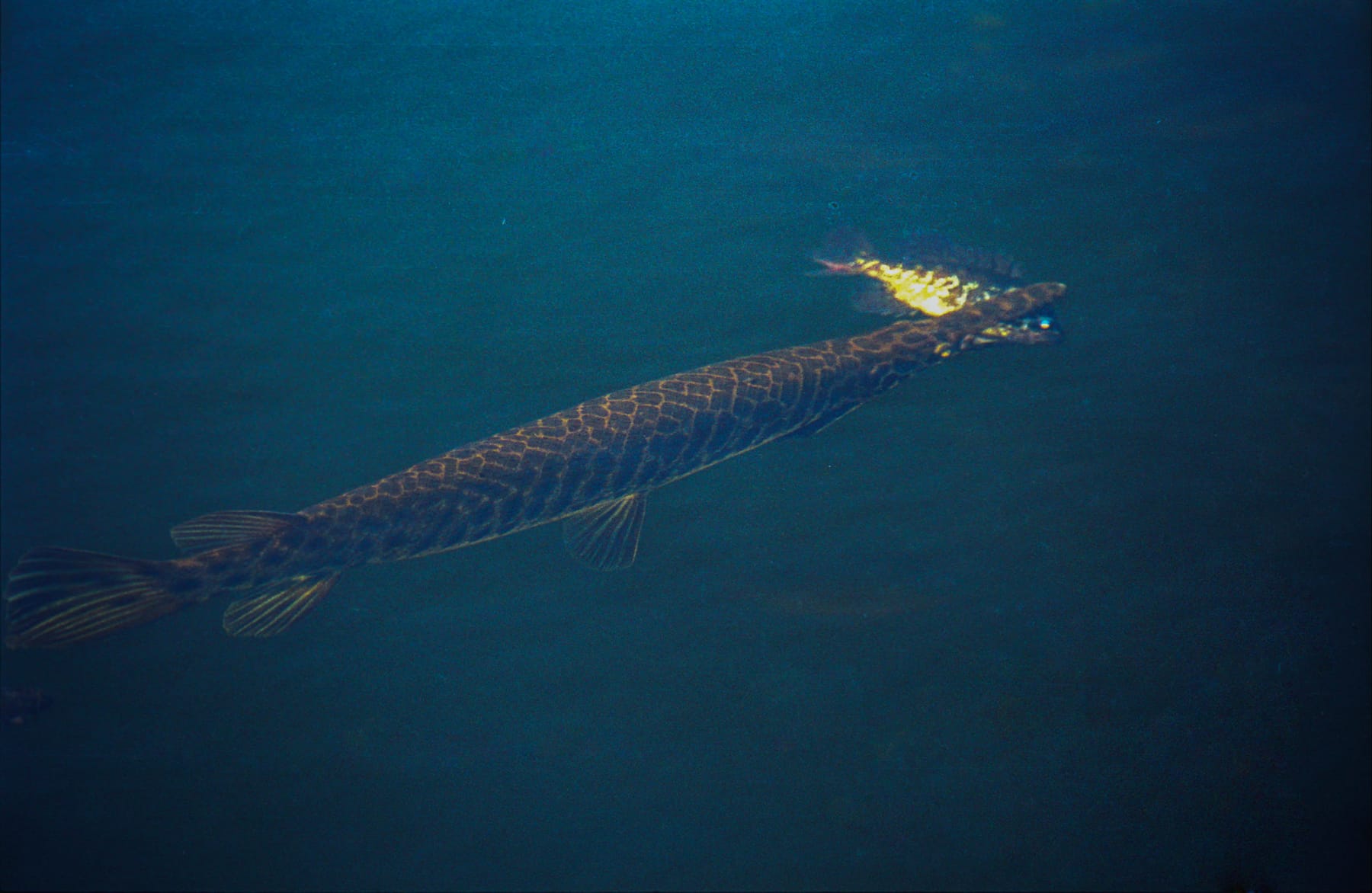A Florida gar swimming through blue water with a smaller fish in its jaws