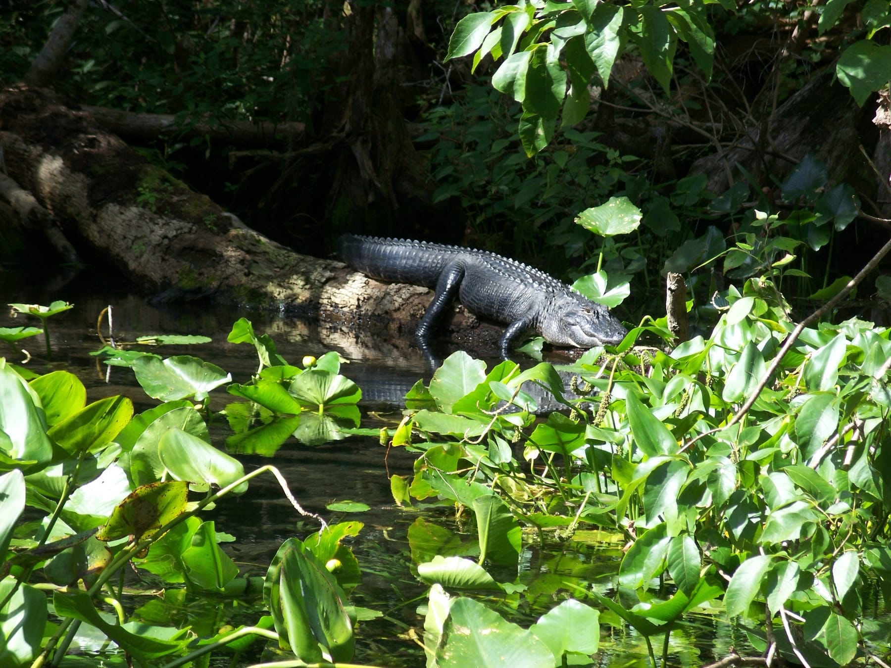 An American alligator sunning on a fallen log along the Silver River