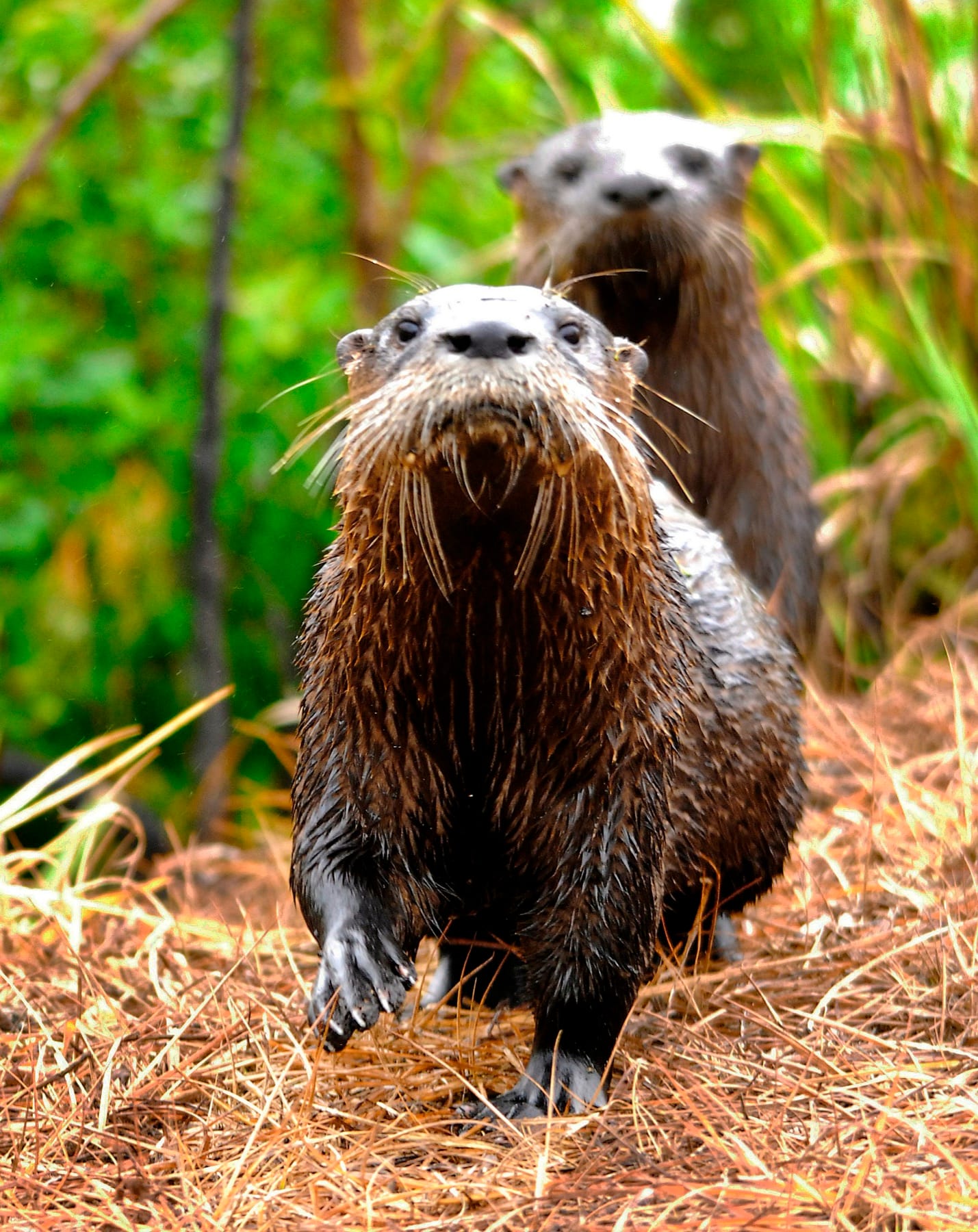 Two North American river otters walking toward the camera through grass along a Florida riverbank