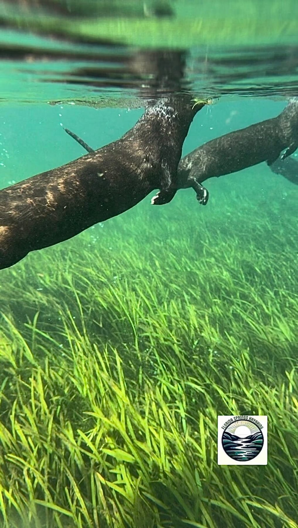 Two river otters gliding over bright eelgrass in the clear Rainbow River
