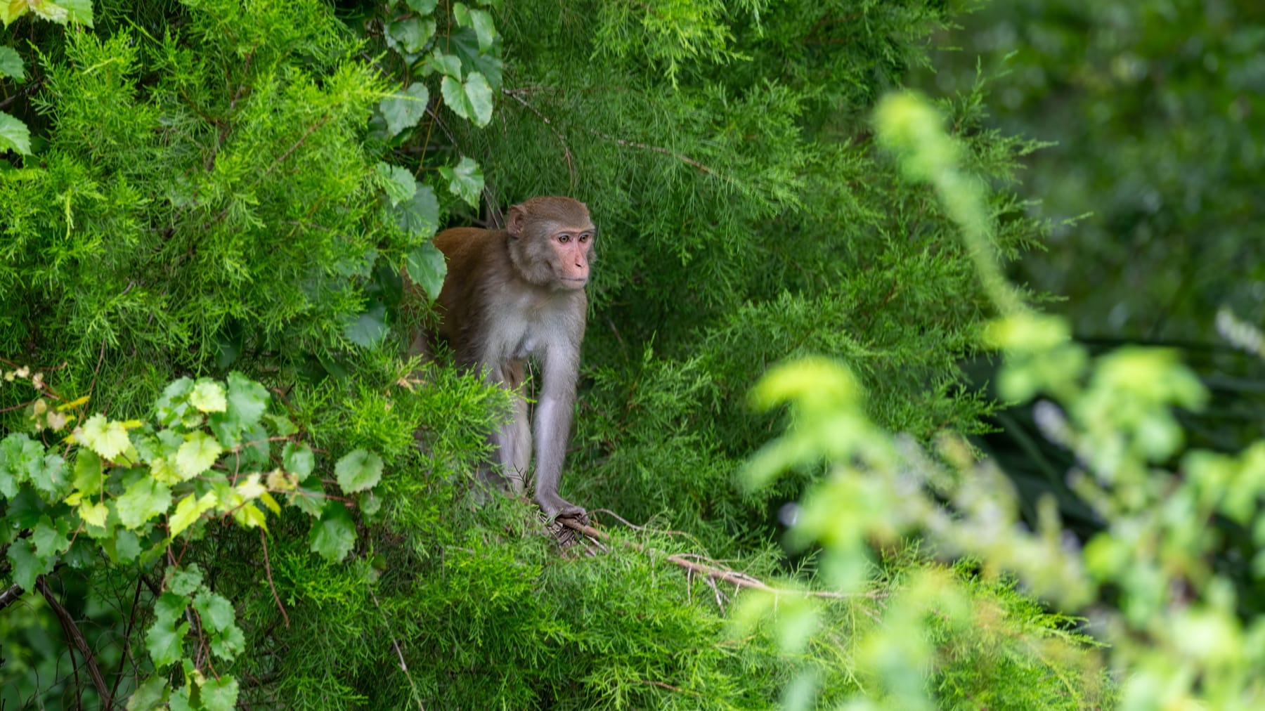 A rhesus macaque perched in cypress foliage along the Silver River at Silver Springs