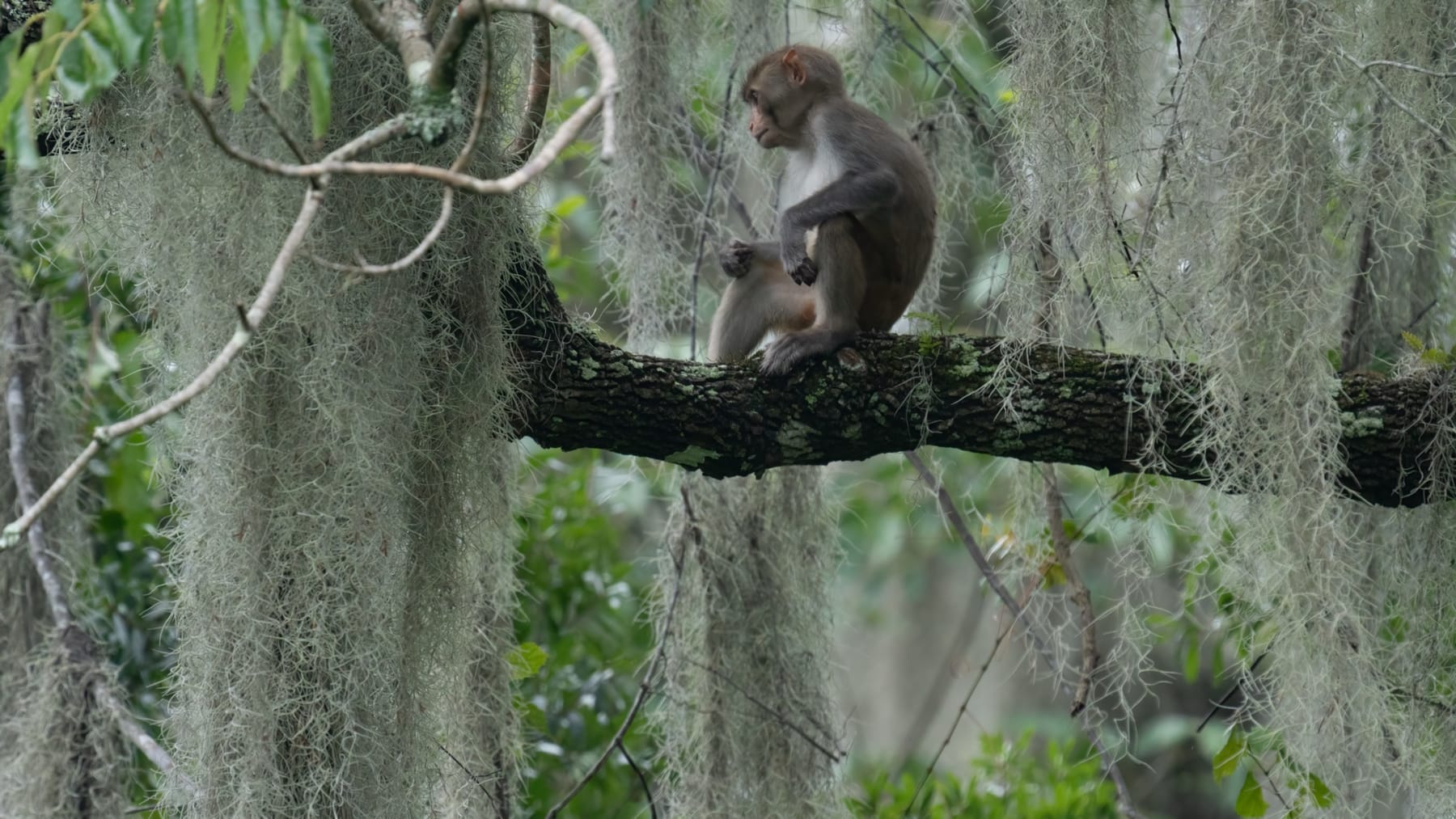 A rhesus macaque sitting among Spanish moss at Silver Springs