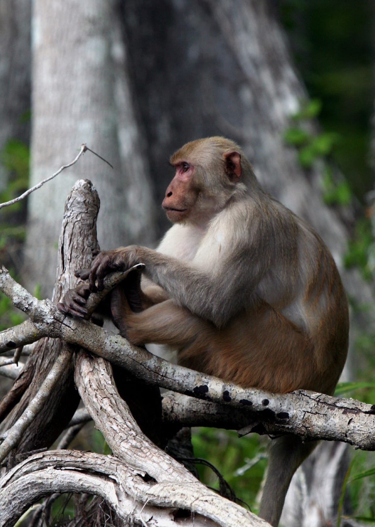 A rhesus macaque sitting on a weathered Silver River branch, watching from the trees